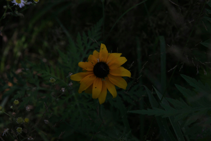 Full Size Image = 417 K