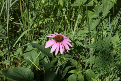 Full Size Image = 979 K