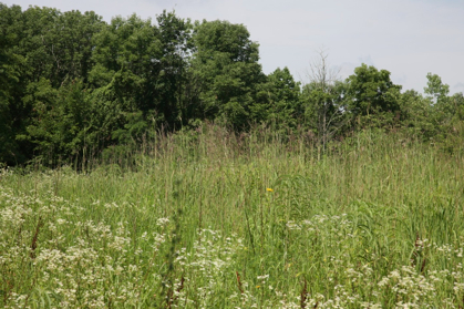 Full Size Image = 1362 K