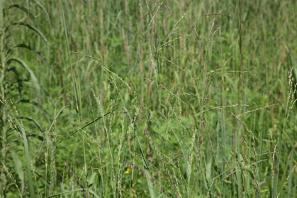 Full Size Image = 918 K