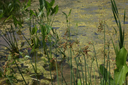 Full Size Image = 954 K