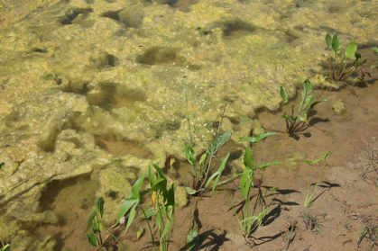 Full Size Image = 1058 K