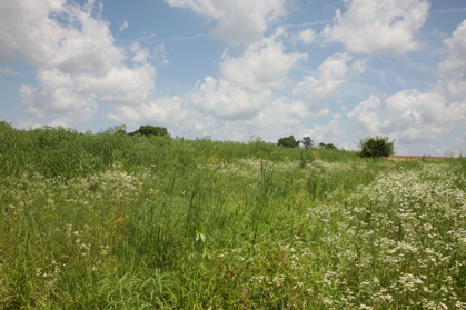 Full Size Image = 953 K