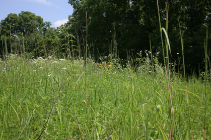 Full Size Image = 1374 K