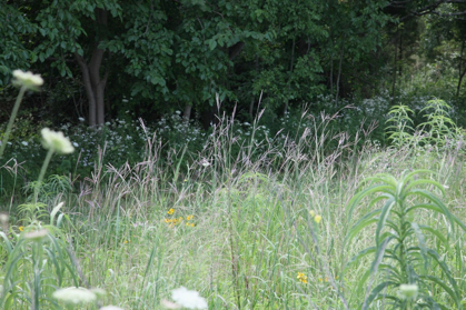 Full Size Image = 883 K