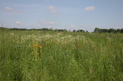 Full Size Image = 1122 K