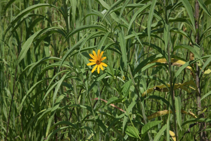 Full Size Image = 959 K