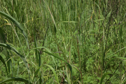 Full Size Image = 905 K