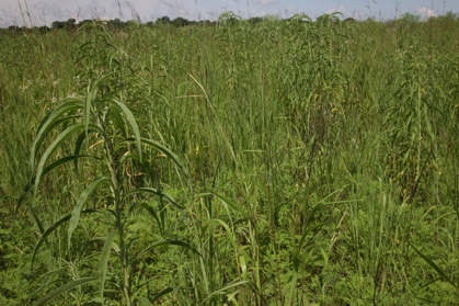 Full Size Image = 1332 K