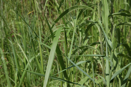 Full Size Image = 837 K