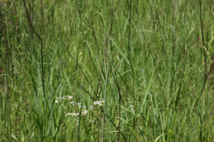 Full Size Image = 813 K