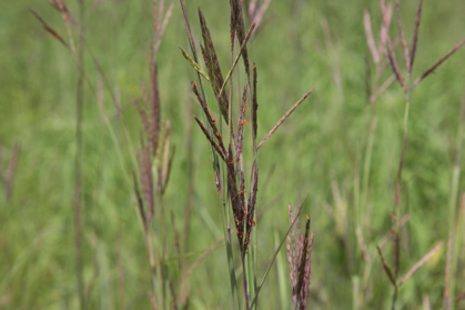 Full Size Image = 583 K