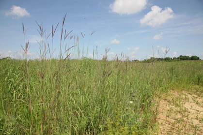 Full Size Image = 1142 K