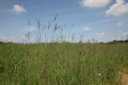 Full Size Image = 964 K