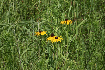 Full Size Image = 1182 K