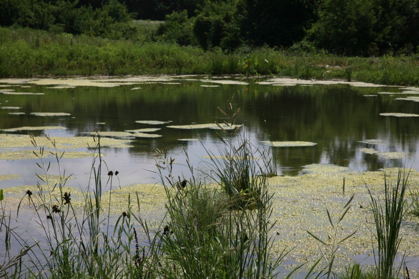 Full Size Image = 981 K