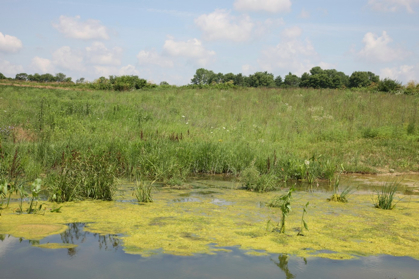 Full Size Image = 1072 K