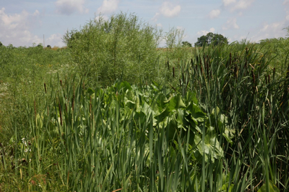 Full Size Image = 1245 K