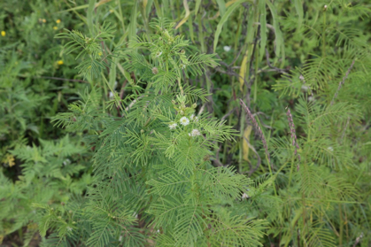 Full Size Image = 992 K