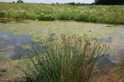 Full Size Image = 1360 K