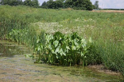 Full Size Image = 1355 K