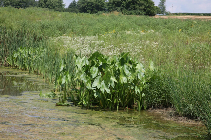 Full Size Image = 1397 K