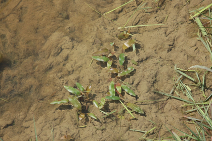 Full Size Image = 1139 K