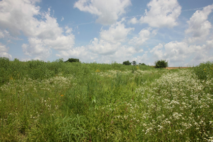 Full Size Image = 1131 K