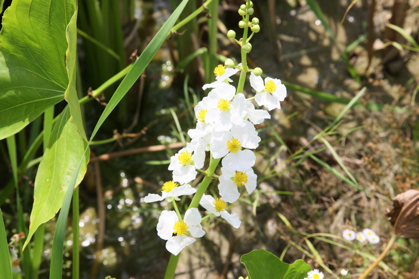 Full Size Image = 836 K