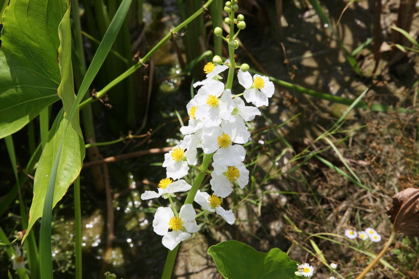 Full Size Image = 838 K