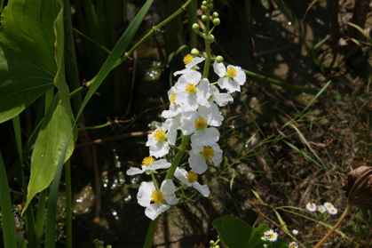 Full Size Image = 738 K