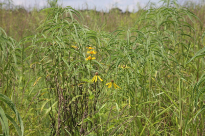 Full Size Image = 1033 K