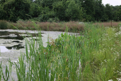 Full Size Image = 1303 K