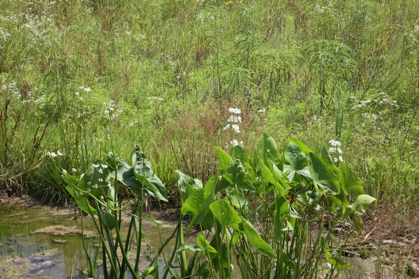 Full Size Image = 1045 K