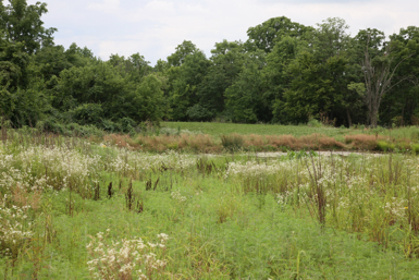 Full Size Image = 1606 K