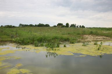 Full Size Image = 959 K