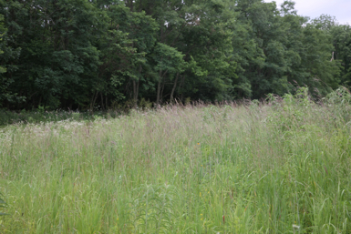 Full Size Image = 1399 K