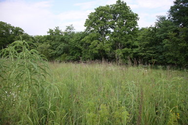 Full Size Image = 1615 K