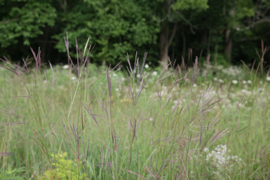 Full Size Image = 1051 K