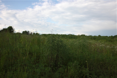 Full Size Image = 1078 K