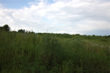 Full Size Image = 1081 K