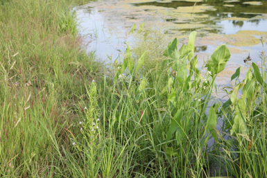 Full Size Image = 1618 K