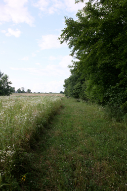 Full Size Image = 1401 K