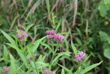 Full Size Image = 975 K