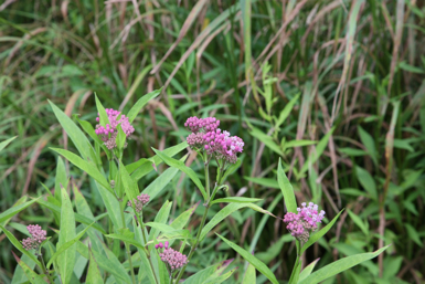 Full Size Image = 1166 K