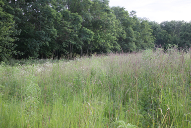 Full Size Image = 1647 K