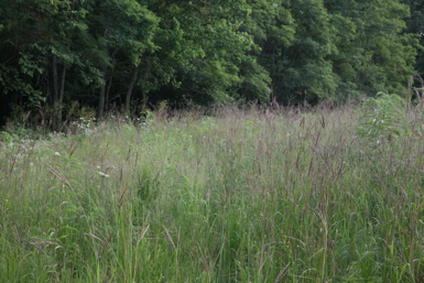 Full Size Image = 1595 K