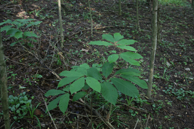 Full Size Image = 1447 K