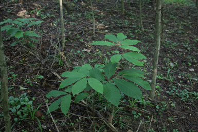 Full Size Image = 1414 K