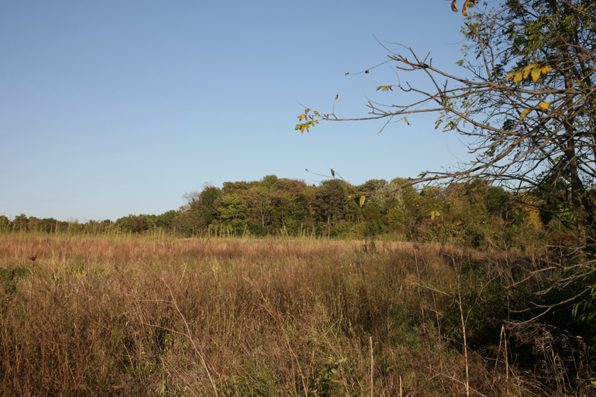 Full Size Image = 1795 K